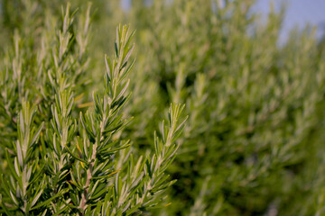 Close-up of a rosemary bush plant 