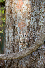 Eastern Screech-owl taken under controlled conditions