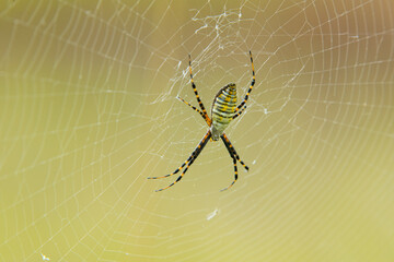 Argiope spider taken in southern MN