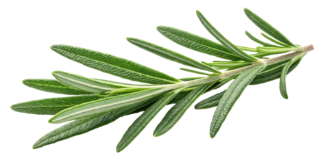 Rosemary Sprig, Isolated on Transparent Background, Culinary Herb, Botanical Illustration, Food Photography, Rosemary, Herb, Spice