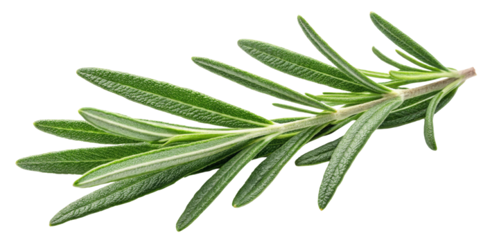 Rosemary Sprig, Isolated on Transparent Background, Culinary Herb, Botanical Illustration, Food Photography, Rosemary, Herb, Spice