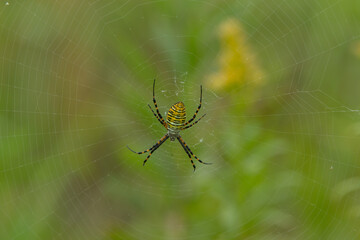 Argiope spider taken in southern MN