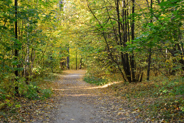 Naklejka premium empty Path in Autumn park with Sunlight