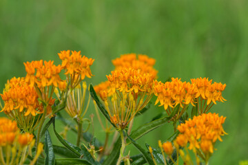 Butterflyweed, Butterfly Weed,
