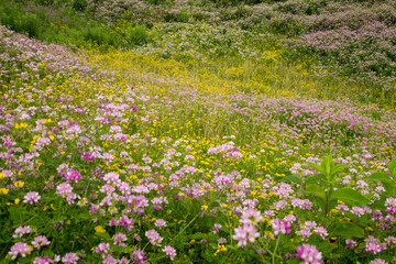 Wildflowers, field, prairie