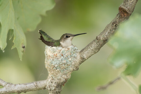 Hummingbirds Using Nesting Box Hummingbird In Nest Images – Browse 7,269 Stock Photos, Vectors, and ...