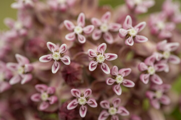 Common Milkweed flowers