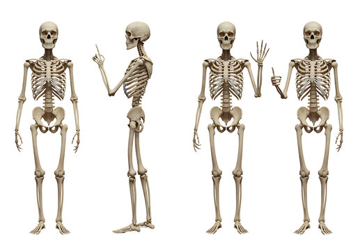 Four human skeletons in various poses isolated on transparent background