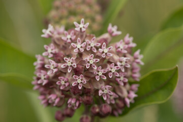 Common Milkweed flowers