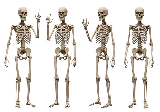 Four human skeletons in different poses isolated on transparent background