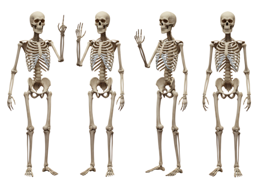 Four human skeletons in different poses isolated on transparent background