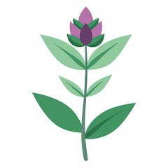 sage flower isolated on white