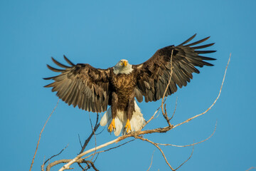 Bald Eagle taken in central Minnesota