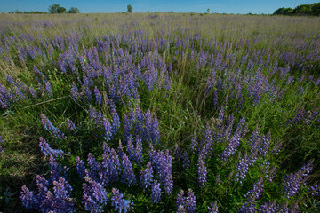 Obraz premium Lupine in native prairie taken in central MN