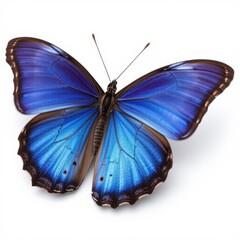 Vibrant blue morpho butterfly close-up with open wings, isolated on a clean white background