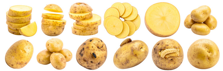 Collection of whole and sliced potatoes displayed in various angles and cuts. A clean and versatile food asset perfect for recipe illustrations, cooking infographics, farming visuals