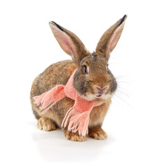 Obraz premium Gray rabbit in a scarf.
