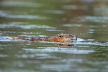 Muskrat swimming taken in central MN in the wild