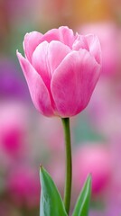 Fototapeta premium A single, vibrant pink tulip blossoms in a garden setting.