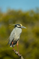 Black-crowned Night-heron taken in SW Florida