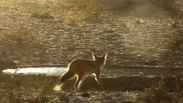 Black backed jackal running backlit along waterhole in Kgalagadi transfrontier park, South Africa; Specie Canis mesomelas family of Canidae
