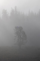 Trees in morning fog in Grand Teton National Park