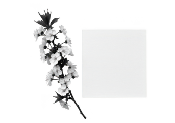 Floral branch with square card, monochrome aesthetic isolated on transparent background
