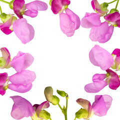Delicate pink composition, bean flowers frame. Isolation on transparent background. Copy space in the center.