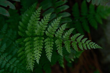 green fern leaves