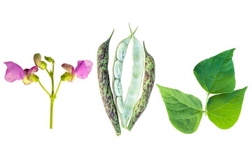 Bean plant with flowers, pods and leaves isolated on transparent background.