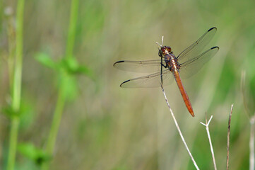 Top side view of a Hyacinth Glider, Miathyria Marcella, dragonfly, perched on a dried-out stem in a field in Central Florida. Blurred natural background with copy space