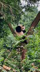 Giant panda cub in Panda Base, Chengdu, China