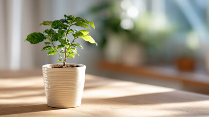 Serene coffee plant in white pot sits on wooden counter, bathed in warm sunlight. calm, peaceful atmosphere inside bright interior highlights fresh houseplant