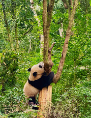 Giant panda cub in Panda Base, Chengdu, China