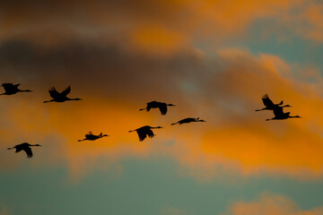 Sandhill Crane sunset taken in western Wisconsin in the wild