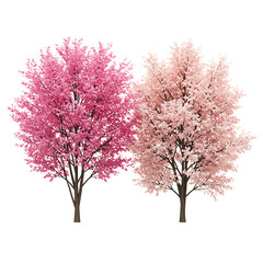 Fototapeta premium Two blooming cherry blossom trees isolated on transparent background