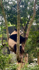 Giant panda cub in Panda Base, Chengdu, China