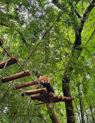 The red panda, also known as the lesser panda, is a small, tree-dwelling mammal native to the Himalayas, known for its reddish fur