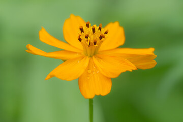 A cosmos flower in bloom