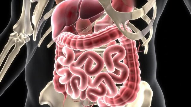 Human Digestive System Anatomy Animation Liver, Intestines, Skeleton. Medical Visualization.
