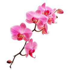 Fototapeta premium Vibrant pink orchid blossoms on stem