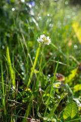 Close-up of a single white clover flower blooming in a sunlit meadow. The delicate petals stand out against the blurred green background, capturing the serene beauty of wildflowers in summer.