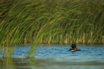 Common Loon taken in central MN