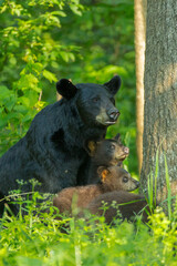 Naklejka premium Black bear mother and cub taken in northern MN
