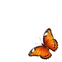 Obraz premium Orange butterfly in flight (1)