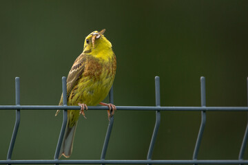 Close-up of a bright yellow yellowhammer sitting on a fence. The bird has a long, light insect in its beak, for feeding chicks. The background is blurred, green.
