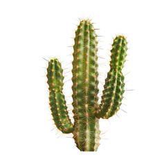 Naklejka premium Close-up of a small cactus plant