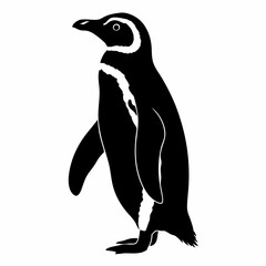 penguin on a white