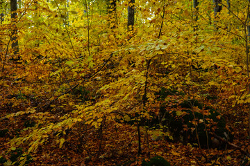 Beech forest during fall season in Sweden
