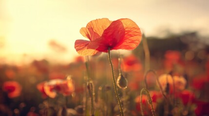 Obraz premium A solitary red poppy under warm sunset tones, representing remembrance and delicate floral grace